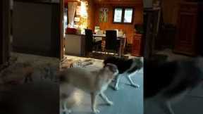 Hyper dog can't stop spinning around