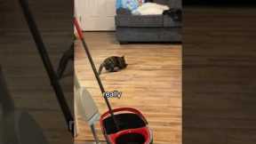 Hilarious cat keeps slipping on newly mopped floor