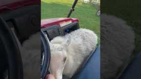 Sheep Goes for a Ride