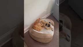 Cat gives its pug friend a relaxing meow-ssage