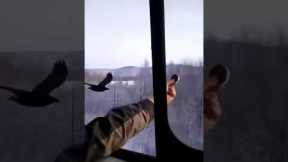 Train driver feeds crow flying alongside carriage