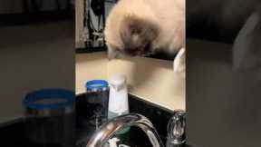 Cat is not impressed by automatic soap dispenser