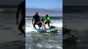 Surfers and their dogs ride ocean waves