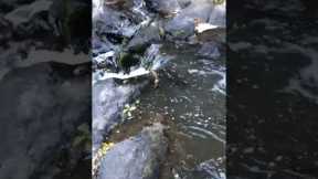 Wild platypus spotted swimming down creek in Australia