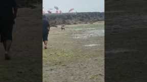 Dog falls in deep puddle while playing fetch