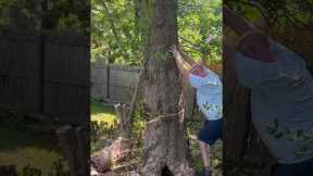 Tree Felling Fail Smashes Neighbor's Fence