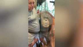 Orangutan listens to baby's heartbeat