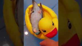 This parrot is having the time of its life floating on a large rubber duck