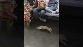 Squirrel trapped on NYC subway causes chaos