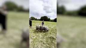 Mother pig and her piglets feel grass for the first time