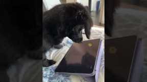 Cute dog focuses on playing iPad game