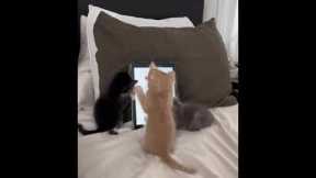 Cute kittens love playing the mouse game