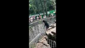 Chinese zoo refutes allegations that sun bear is a man in disguise