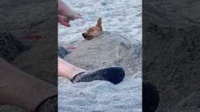 Small chihuahua loves getting buried in beach sand