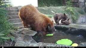 Bear cubs splash around homeowner's pool with their mother