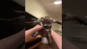 Woman has a moment with her pet raccoon