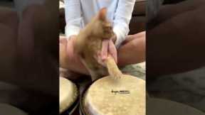 Tiny kitten plays the bongo drums