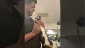 Talkative cat meows while getting groomed