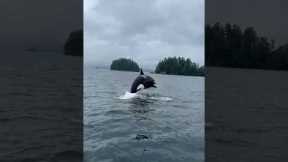 Orcas Put On A Show For Whale-Watchers