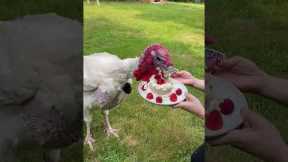 Frito The Turkey Gets Special Cake for His First Birthday