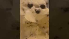 Girl's ice cream scoop looks like an ankle-biter dog