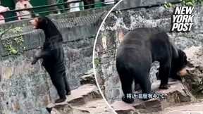Chinese zoo forced to deny bear is a human in costume