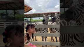 Girl laughs uncontrollably while feeding zebras