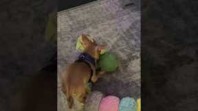 Chihuahua Has Beef With Broccoli Toy
