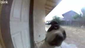 Responsible dog walks runaway dog back home and rings doorbell