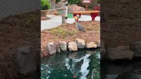 Wild crane jumps into park pond and catches a fish