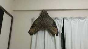 Pet owner mistakes his huge pet owl spreading its wings for giant moth