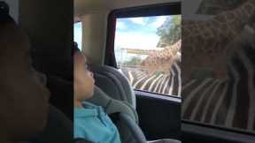 Toddler seeing zebra for the first time