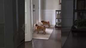 Pugs stand guard by front door
