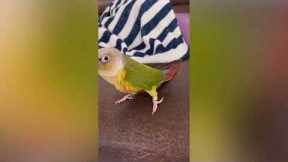 Adorable parrot shows off dance moves and sings along owner