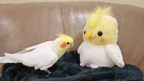 Chirpy pet cockatiel makes laugh-like sounds copied by voice-repeating toy