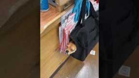 Woman hangs pet carrier with small dog on grocery store hook
