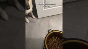 Breakfast in bed! Funny dog won't eat unless owner brings food bowl to bed