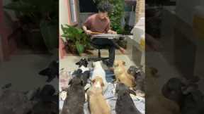 French bulldogs transfixed by xylophone