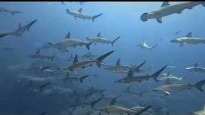 More than a hundred hammerhead sharks surround group of divers