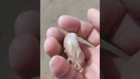 Tiny baby octopus rolls around in human's hand