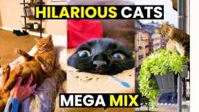 HILARIOUS Cats MEGA Mix - TOP 60 | Cats Are The BEST