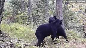 Young bears captured play fighting in front of hidden camera