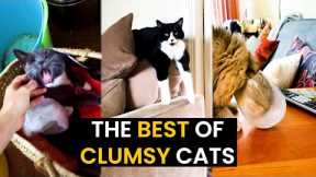 Clumsy Cats Moments - TOP 31 Caught On Camera!