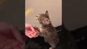 Kitten trying to eat dry noodles is too cute