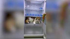 Chubby pet cat refuses to leave fridge on hot afternoon