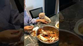 Kitty shows off good table manners while eating with family
