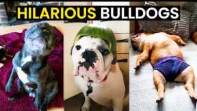 TOP 30 - Hilarious Bulldogs Caught On Camera