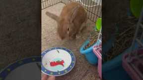 Bunny Throws A Temper Tantrum For More Salad