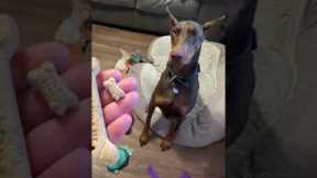 Dog owner shows difference between treat for her small chihuahua vs big Doberman Pinscher