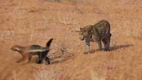 Brave honey badger survives leopard attack